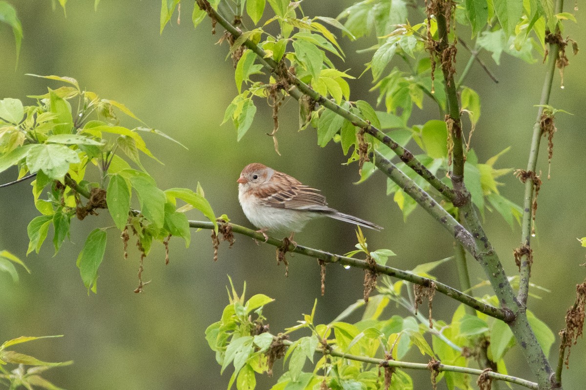 Chipping Sparrow - ML618988632