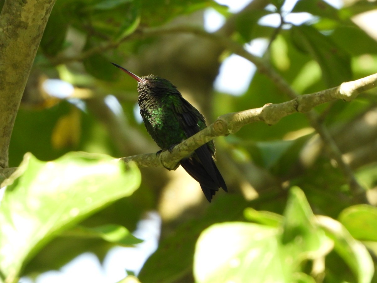 kolibřík modrobradý - ML618988633