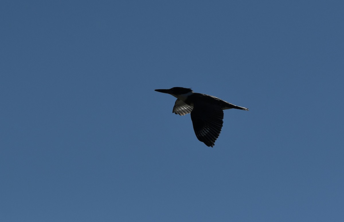Belted Kingfisher - Colin Maguire