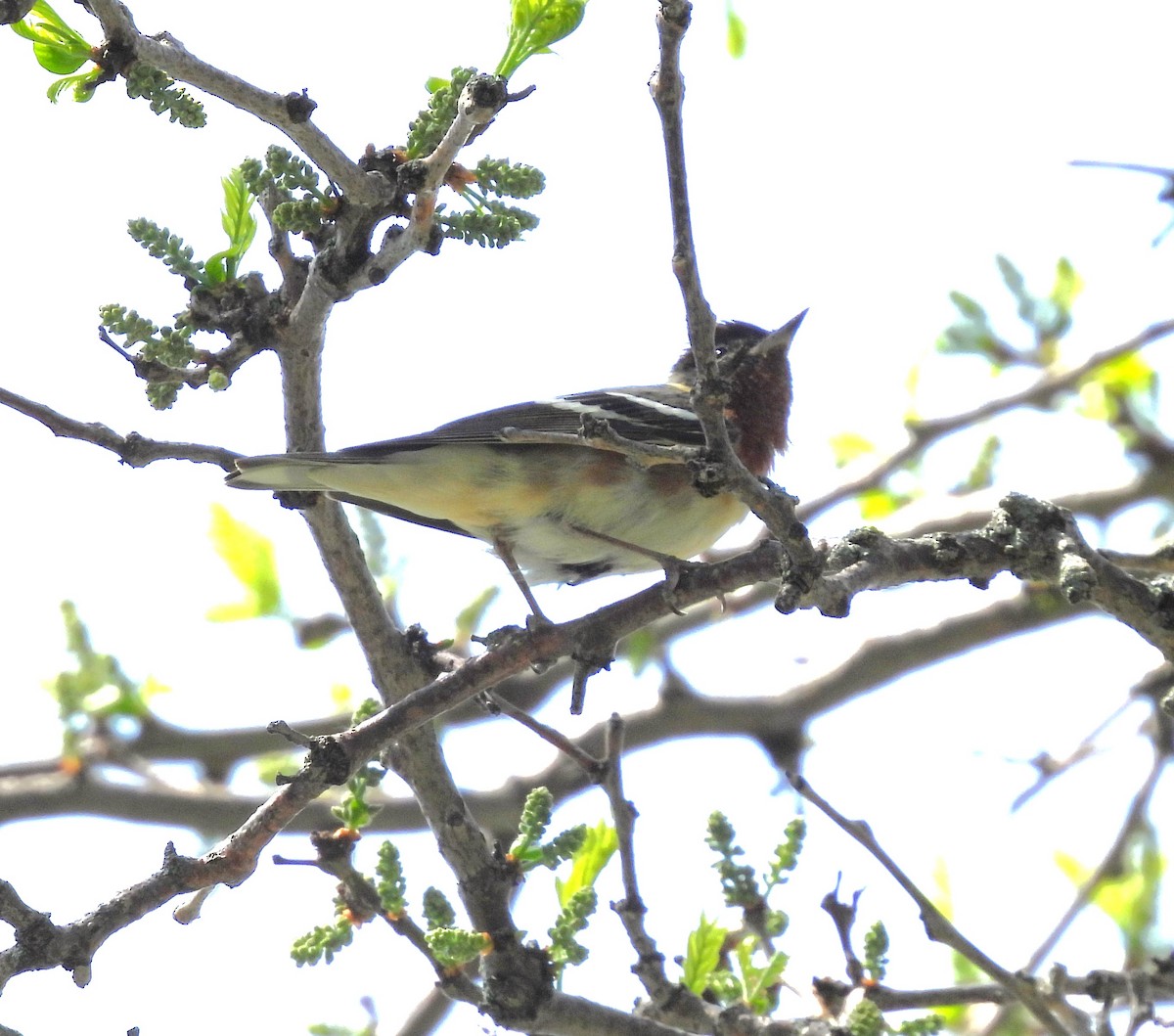 Bay-breasted Warbler - ML618988666