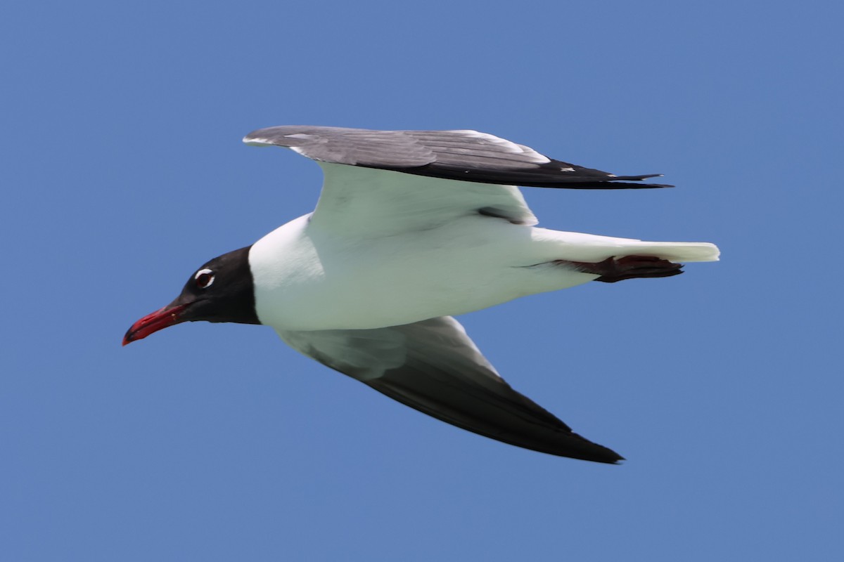 Laughing Gull - Taylor Veach
