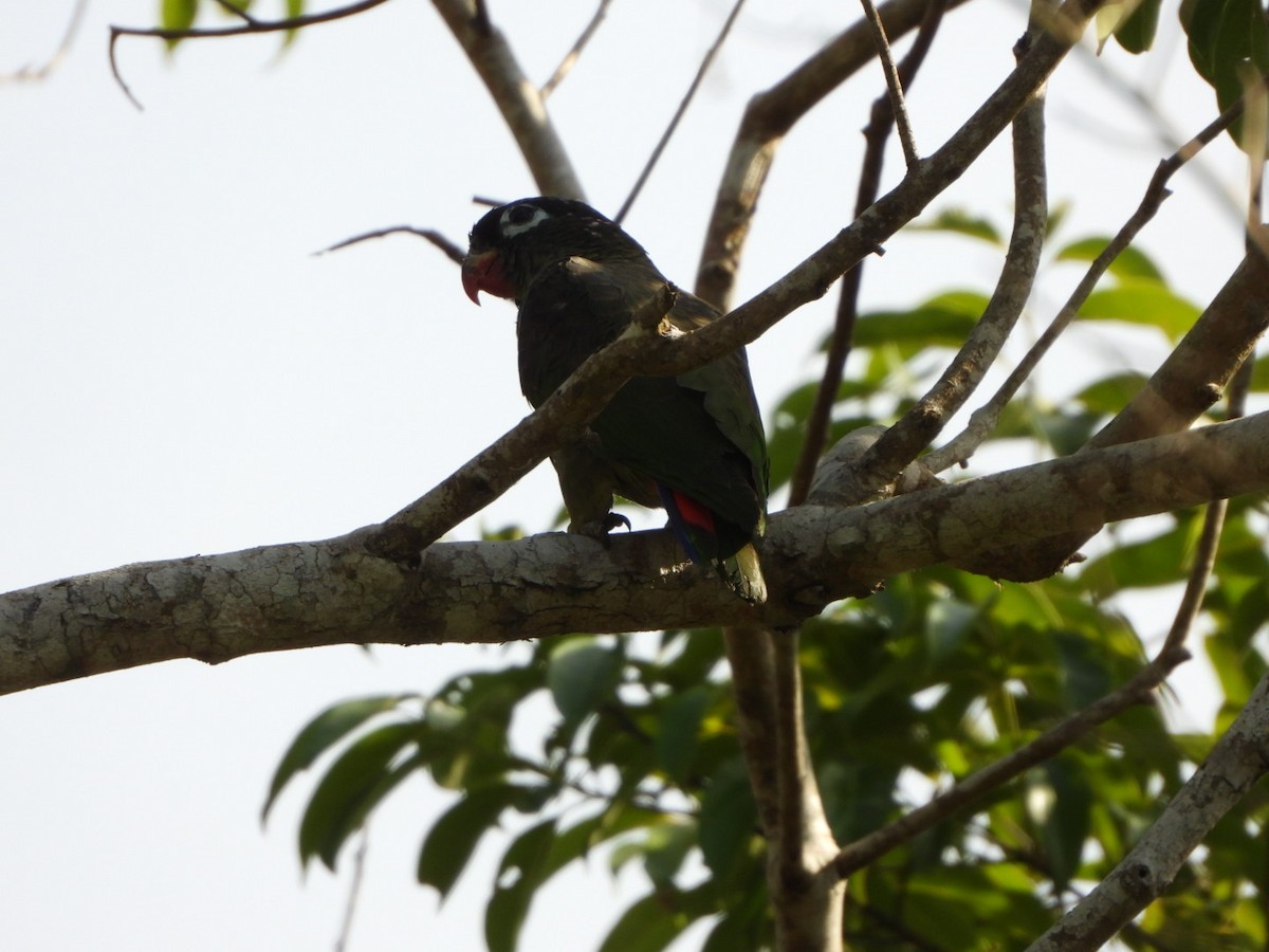Red-billed Parrot - ML618988699