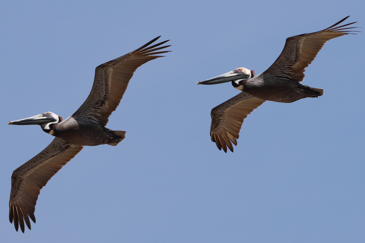 Brown Pelican - Taylor Veach