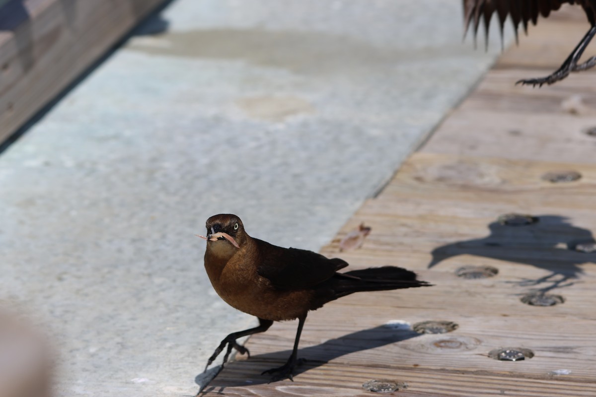 Boat-tailed Grackle - Taylor Veach