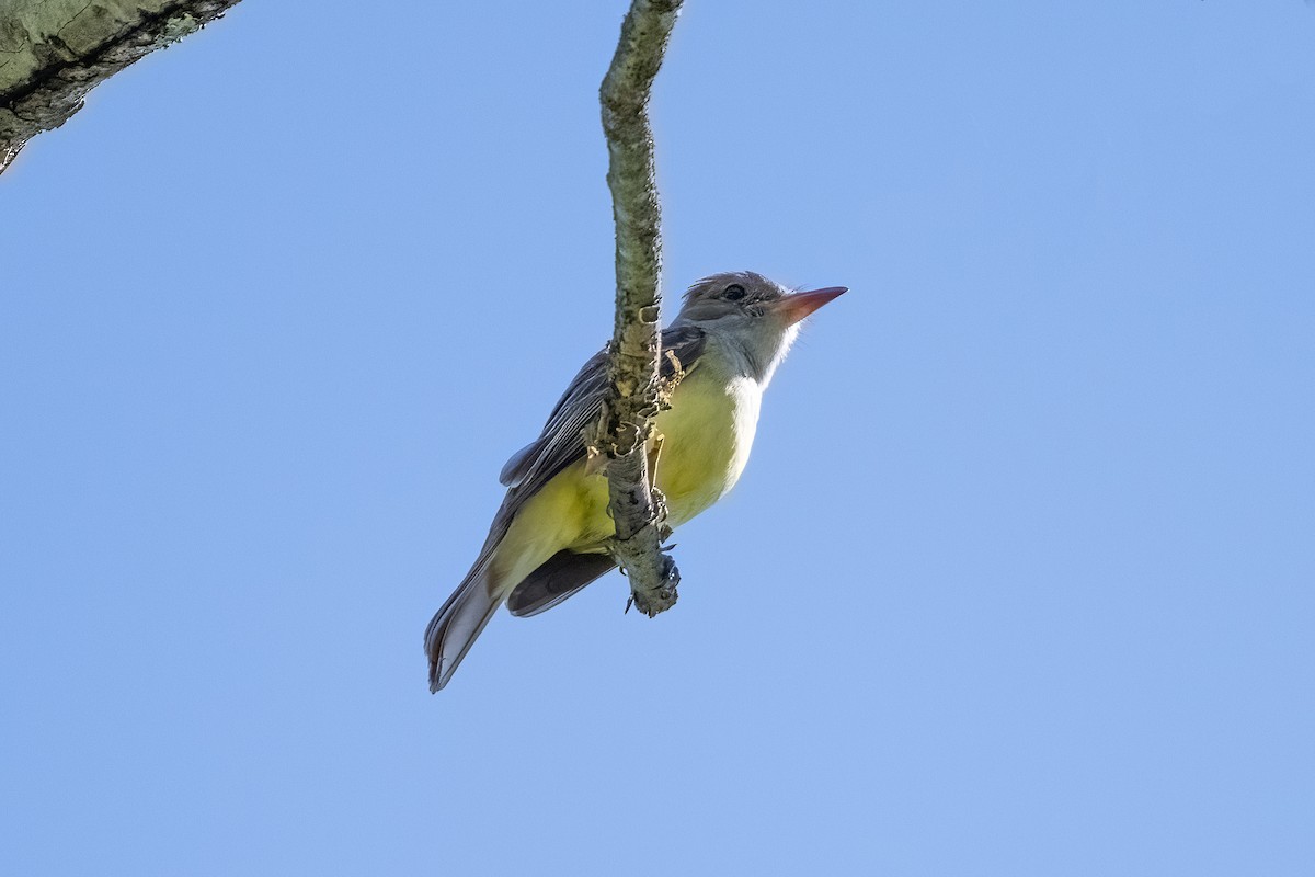 Great Crested Flycatcher - ML618988764
