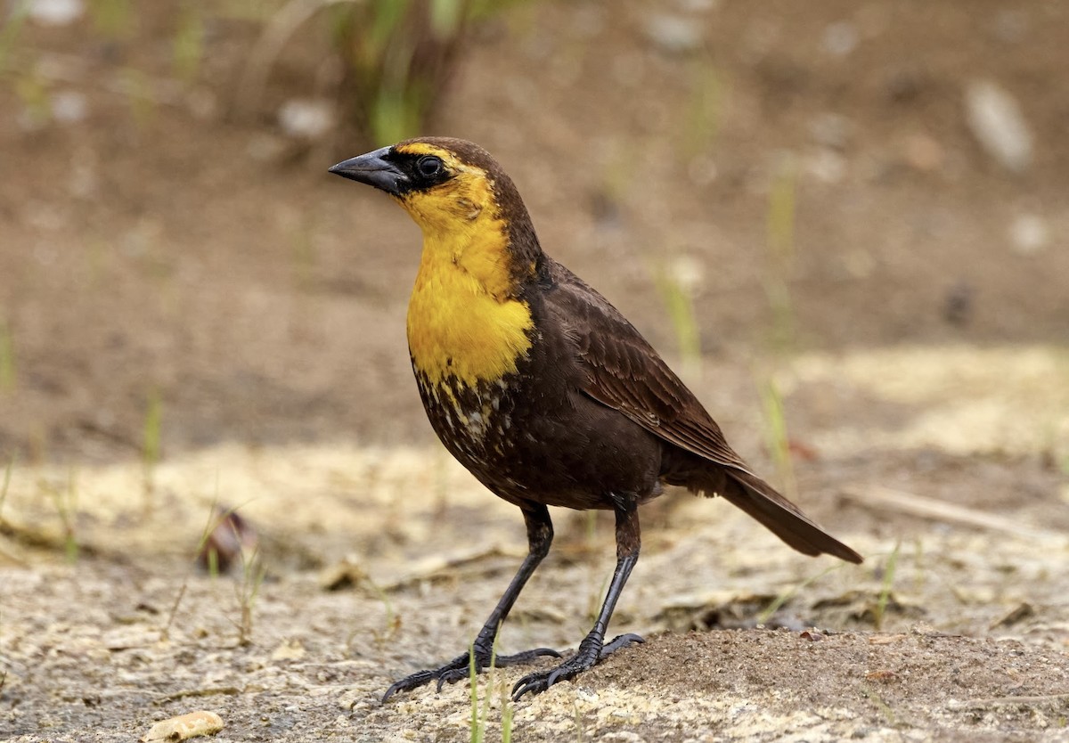 Yellow-headed Blackbird - ML618988817