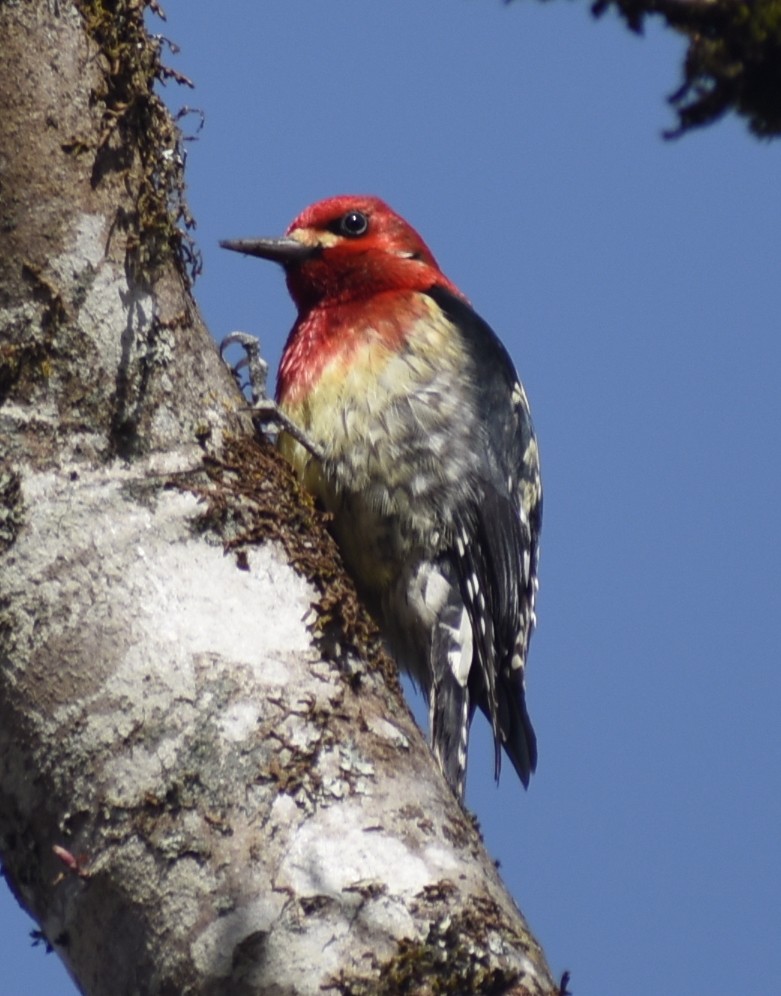 Red-breasted Sapsucker - ML618988852