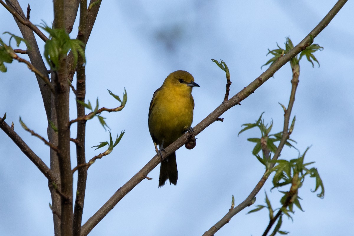 Orchard Oriole - ML618988854