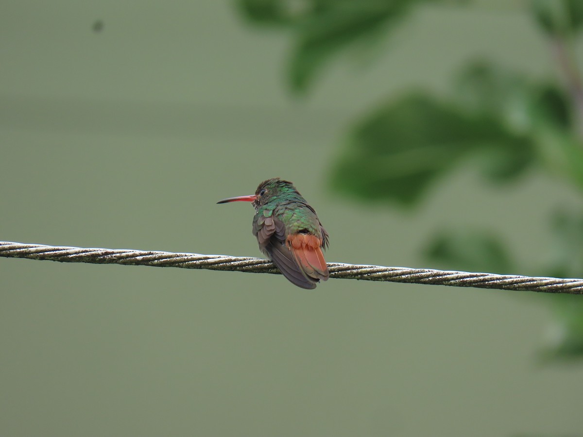 Rufous-tailed Hummingbird - ML618988867