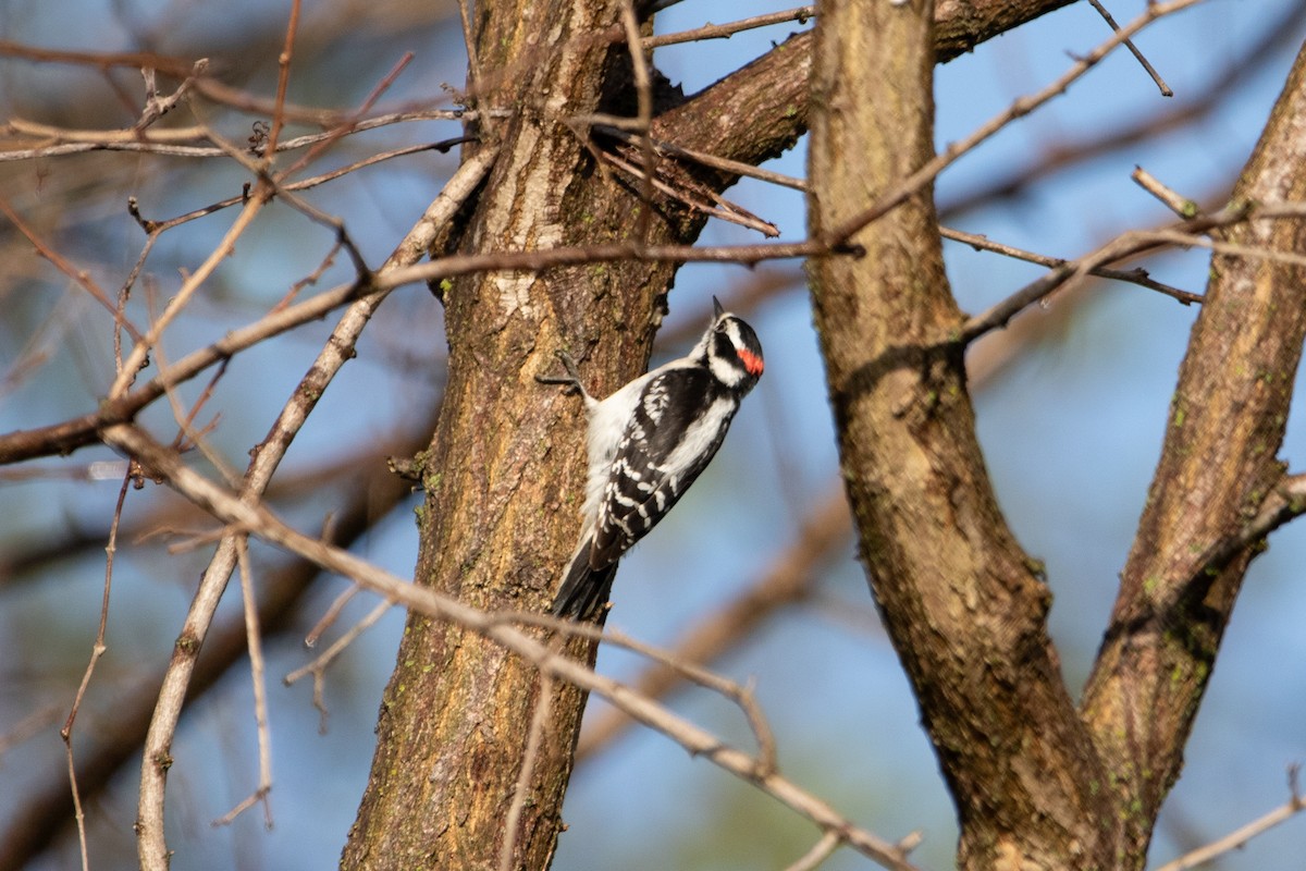 Downy Woodpecker - ML618988876