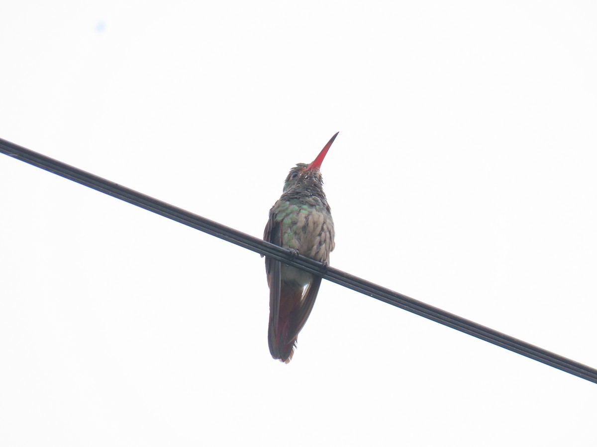 Rufous-tailed Hummingbird - ML618988885