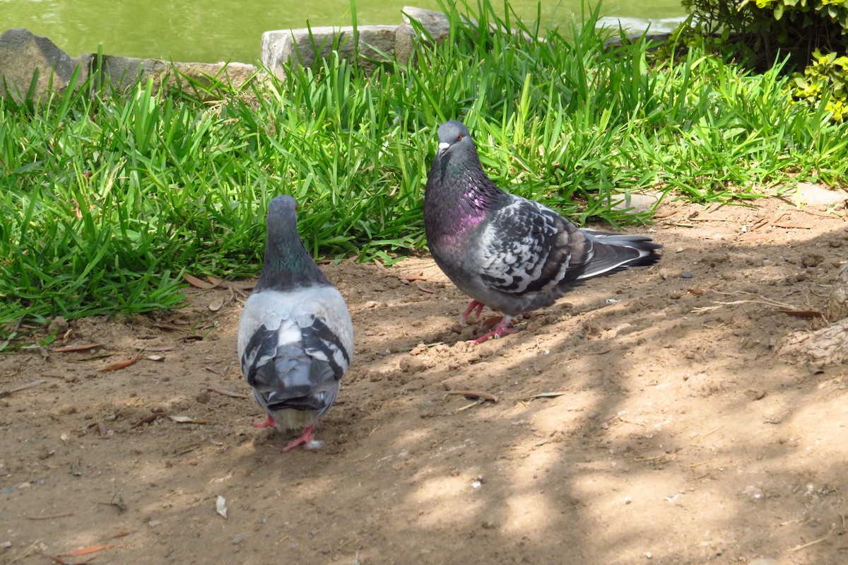 Pigeon biset (forme domestique) - ML618988894