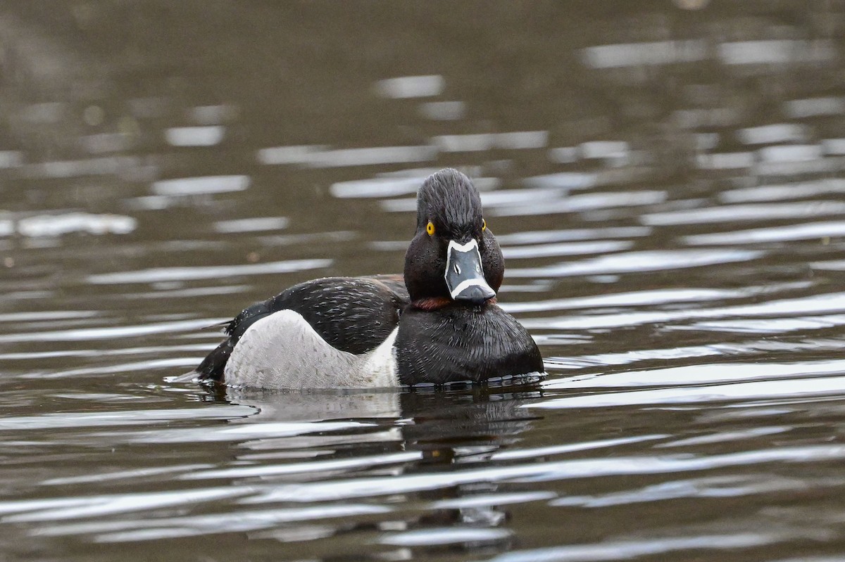 Ring-necked Duck - Serg Tremblay