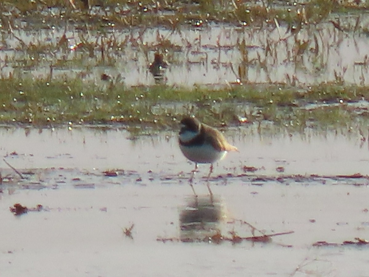Semipalmated Plover - ML618988921