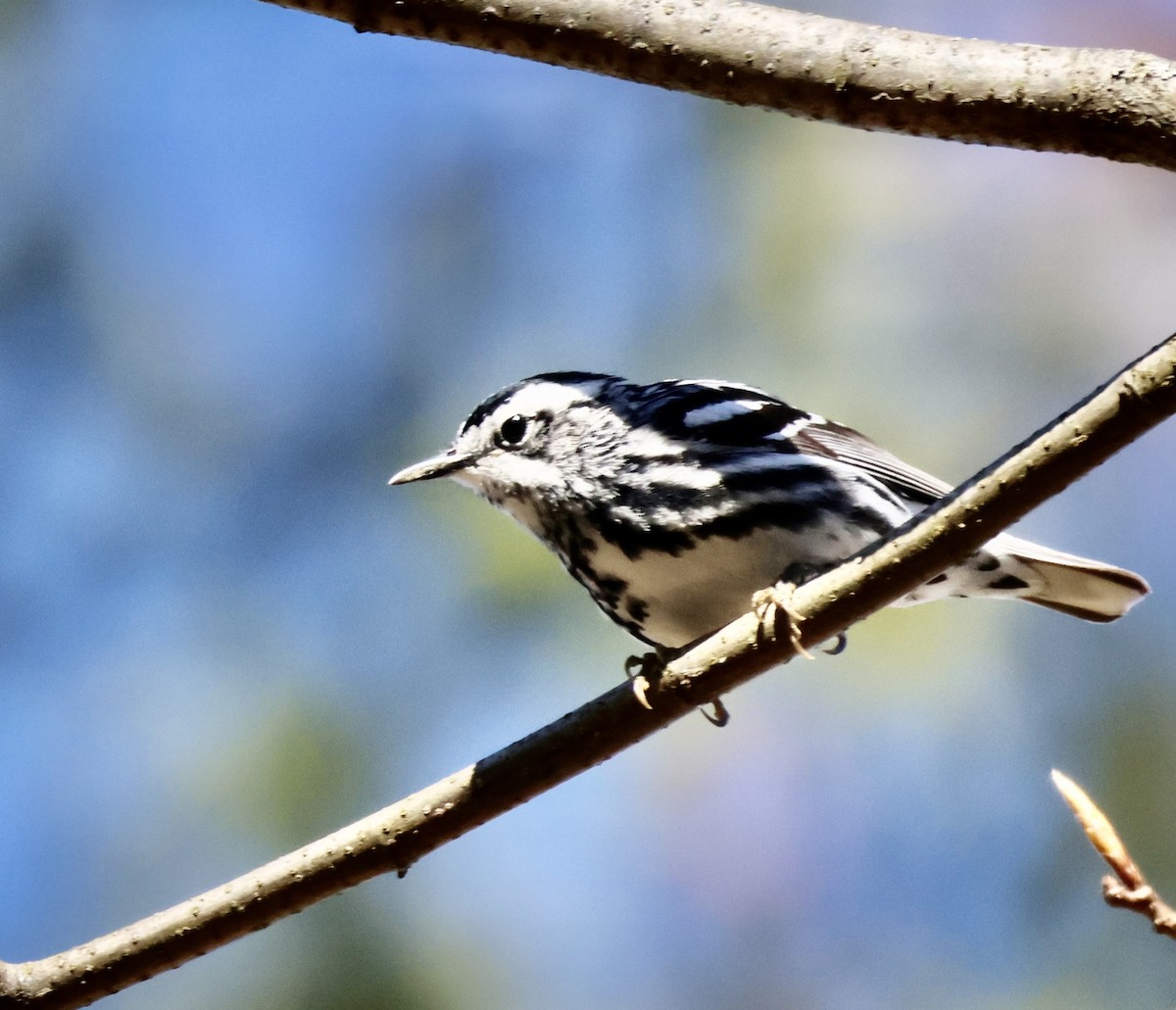 Black-and-white Warbler - ML618988949
