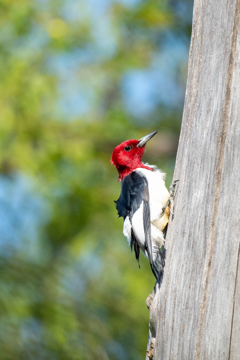 Red-headed Woodpecker - ML618988966