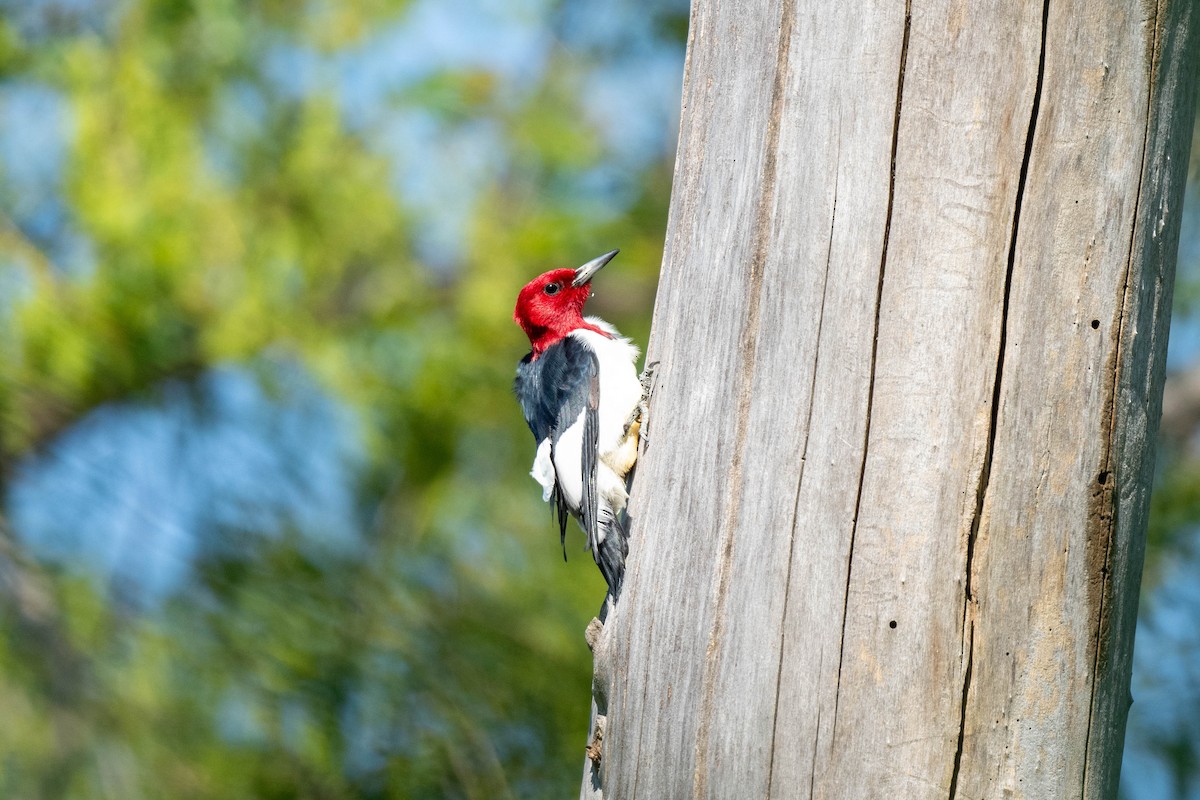 Red-headed Woodpecker - Brendan Lanpher