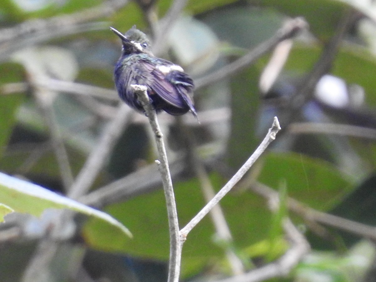 Wire-crested Thorntail - ML618989010