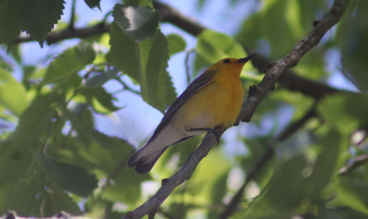 Prothonotary Warbler - ML618989017