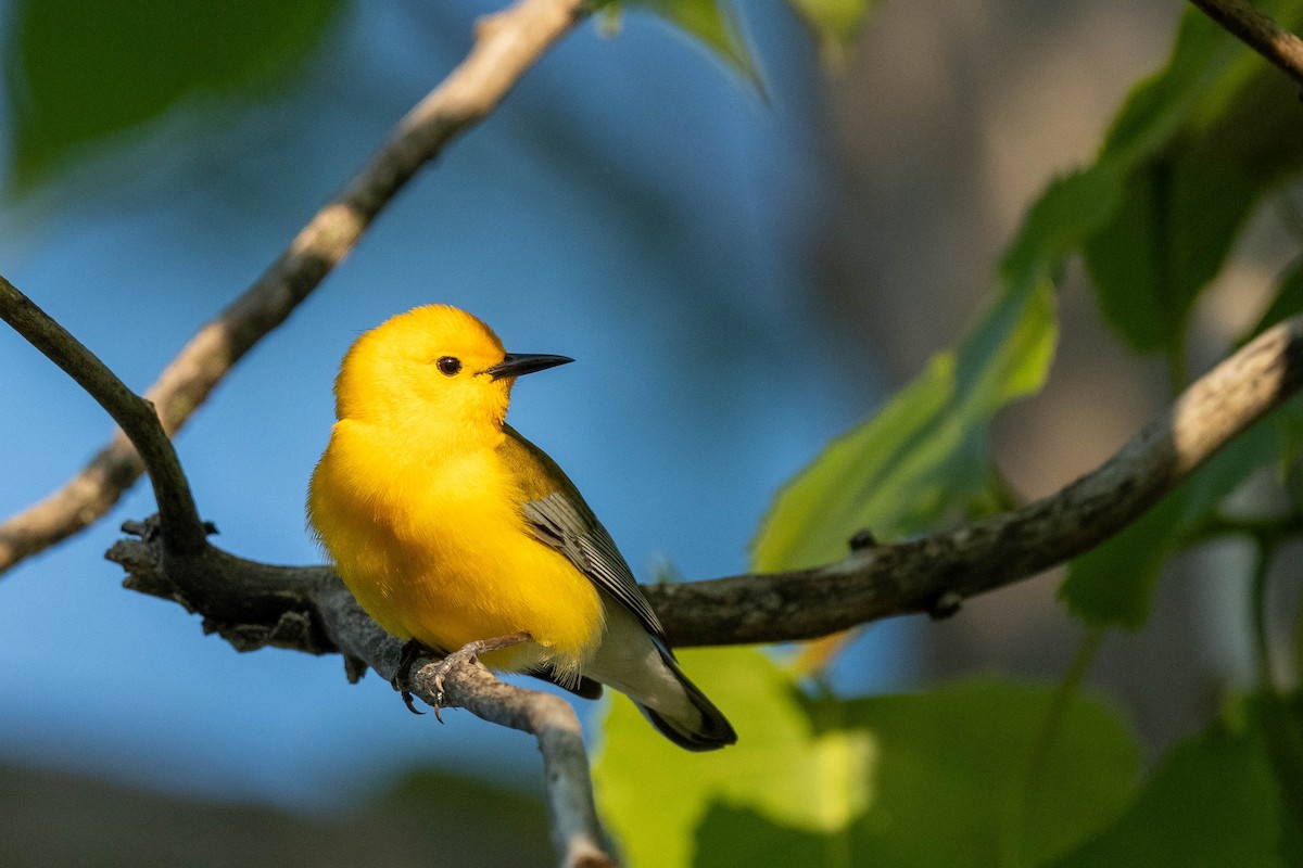 Prothonotary Warbler - ML618989020