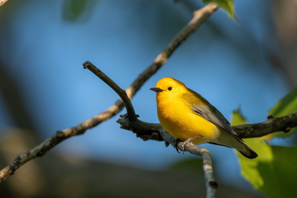 Prothonotary Warbler - ML618989021