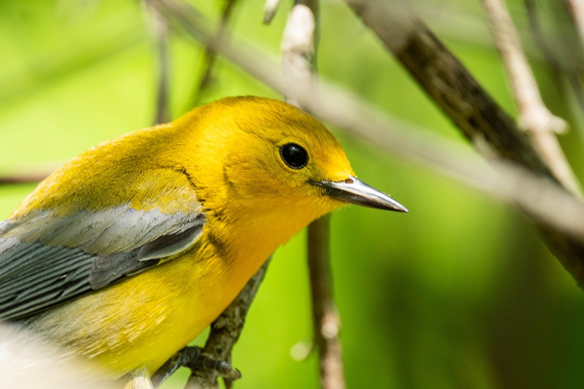 Prothonotary Warbler - ML618989022