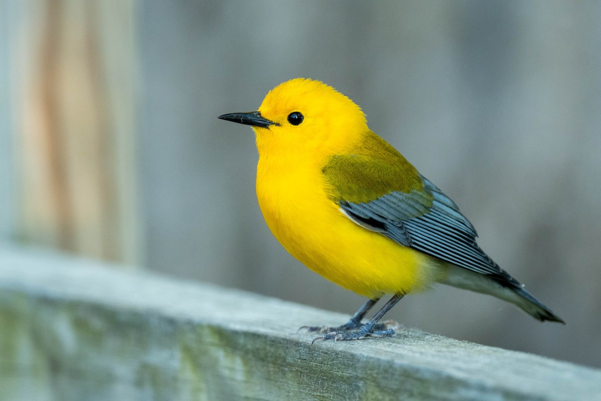 Prothonotary Warbler - ML618989023