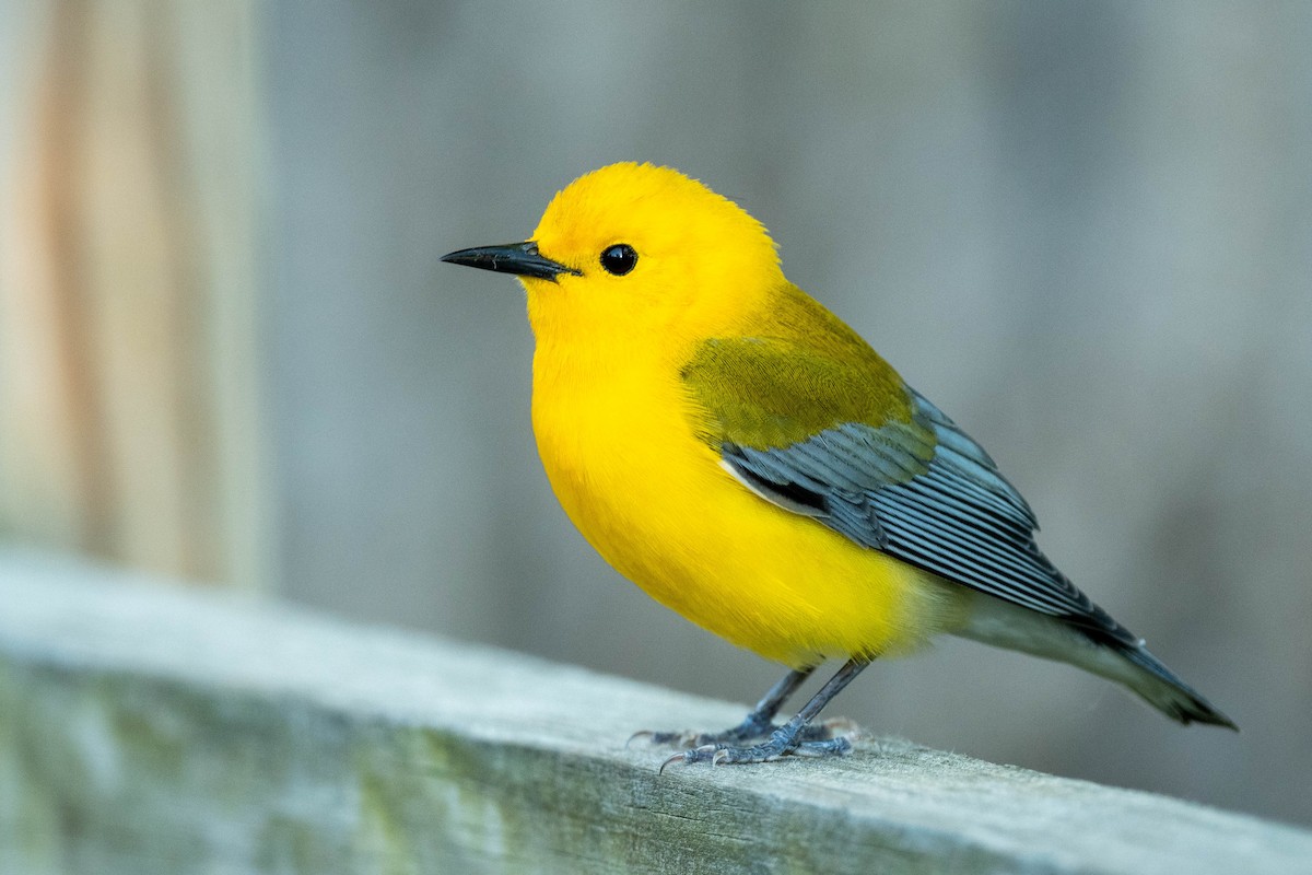 Prothonotary Warbler - ML618989024