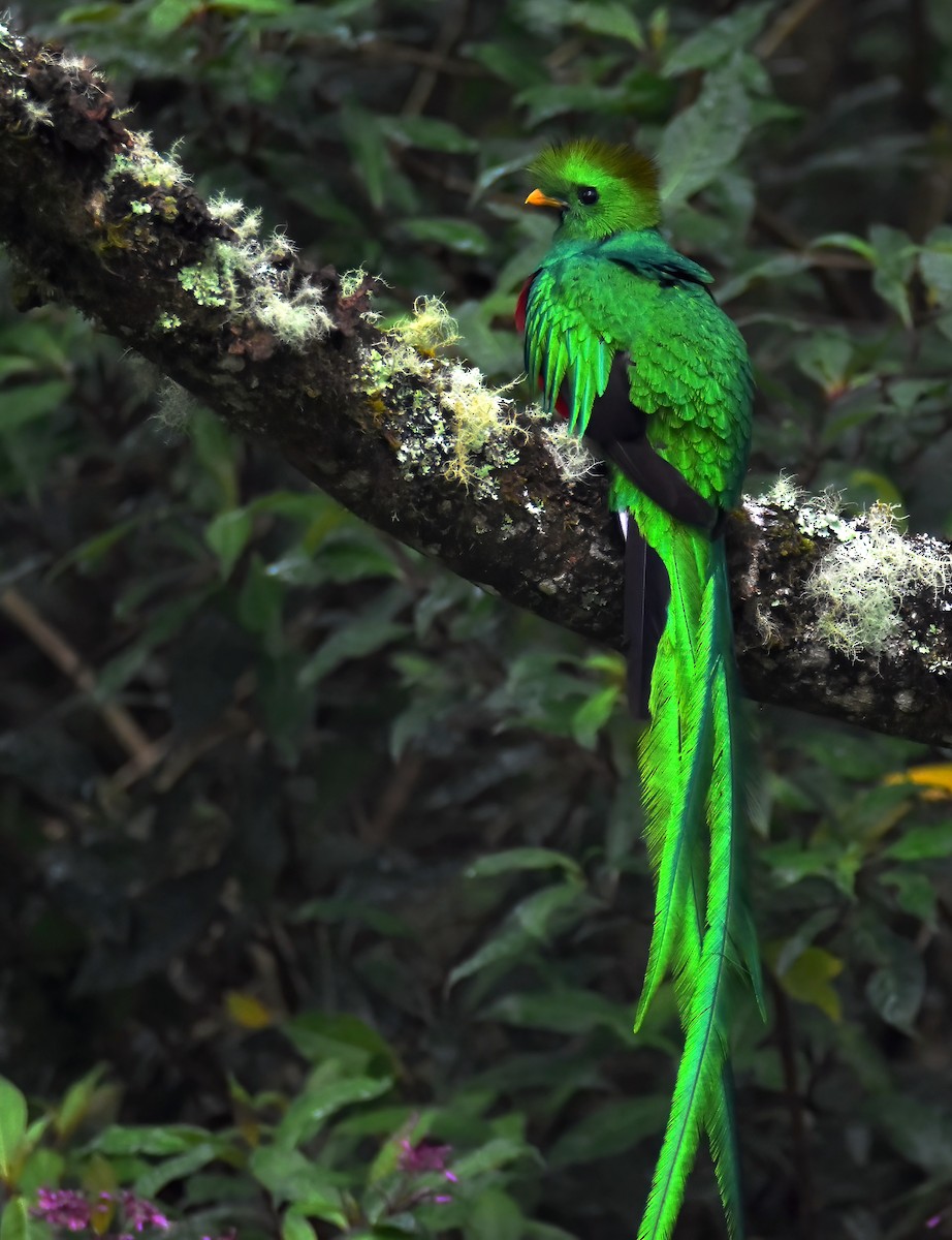 Quetzal Guatemalteco - ML618989025