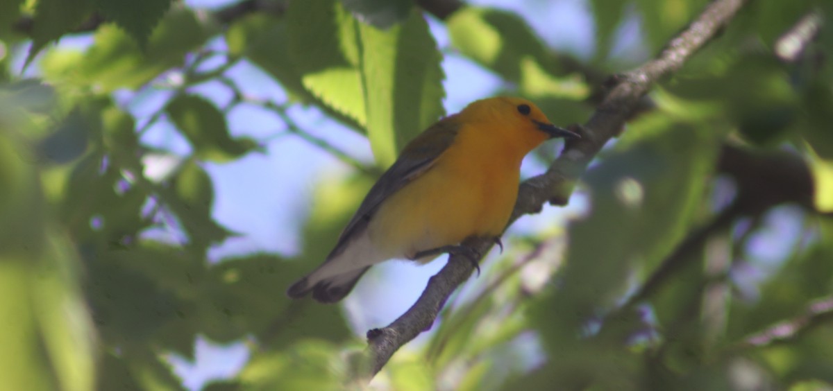 Prothonotary Warbler - BJ dooley
