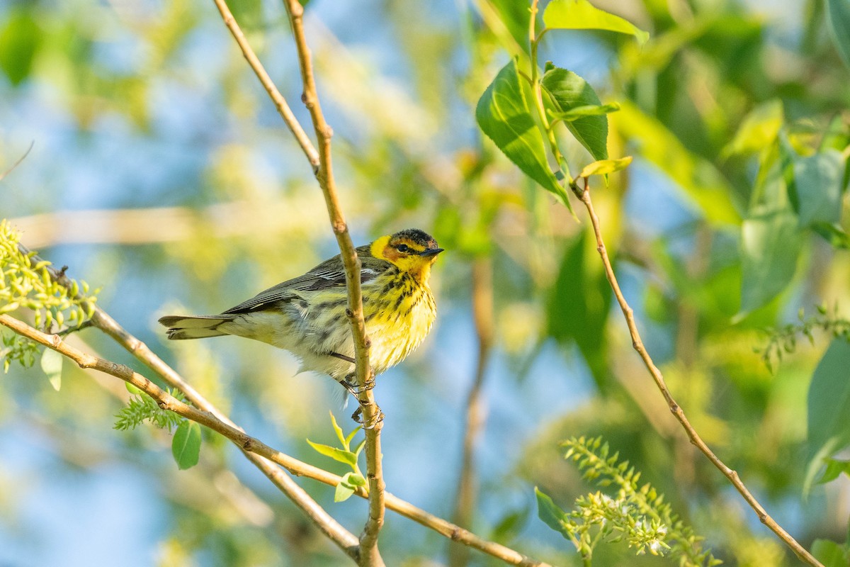 Cape May Warbler - ML618989035