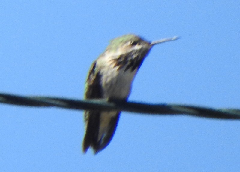 Calliope Hummingbird - ML618989039