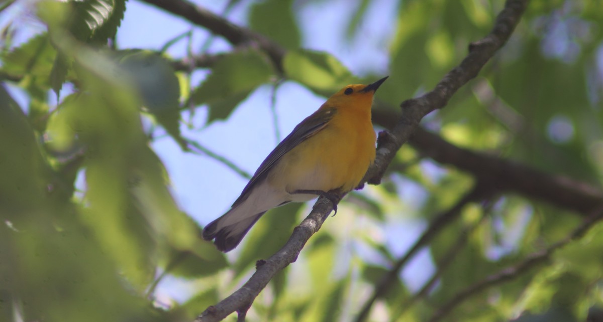 Prothonotary Warbler - ML618989054