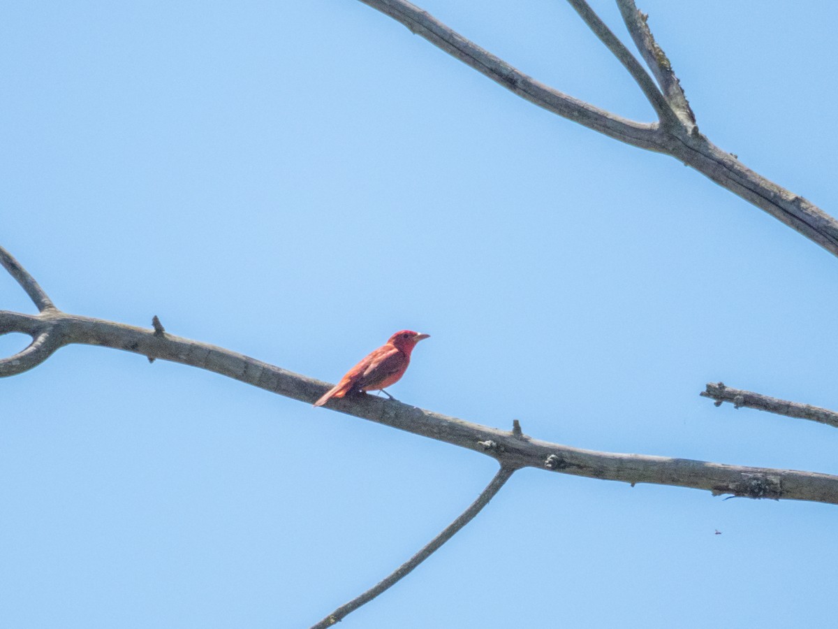 Summer Tanager - Sonja P