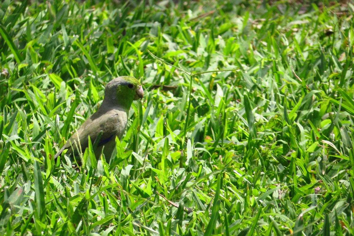 Папуга-горобець еквадорський - ML618989101