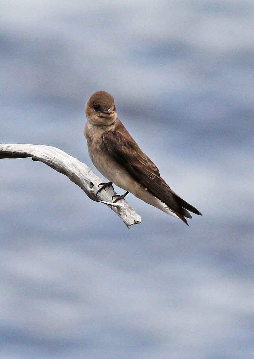 Northern Rough-winged Swallow - Deb Ahern