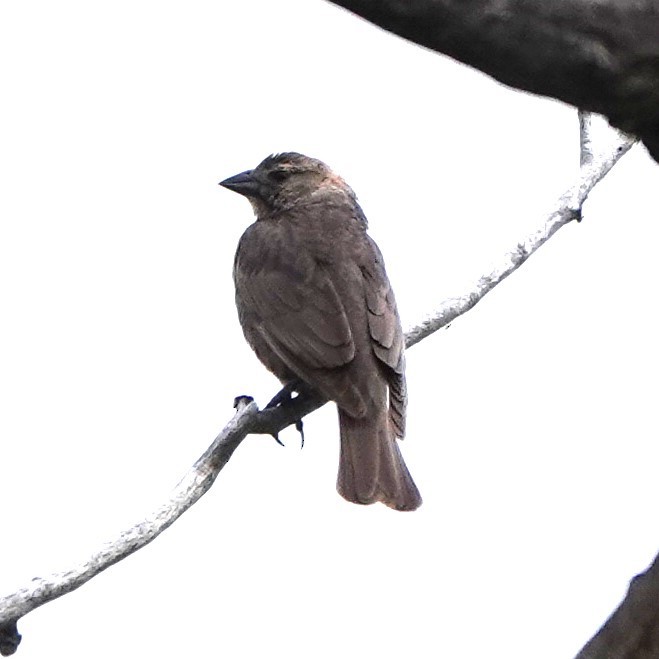 Brown-headed Cowbird - ML618989136