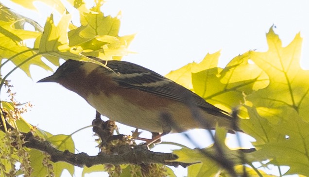 Bay-breasted Warbler - ML618989153