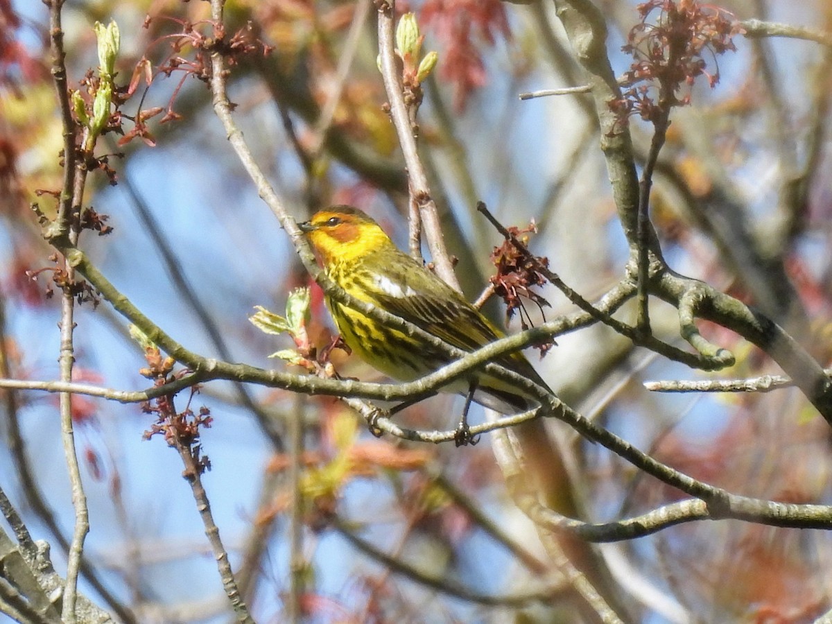 Cape May Warbler - ML618989181