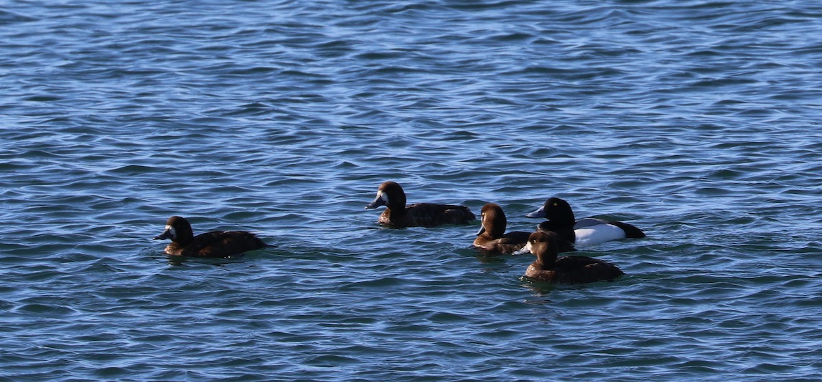 Greater Scaup - ML618989183