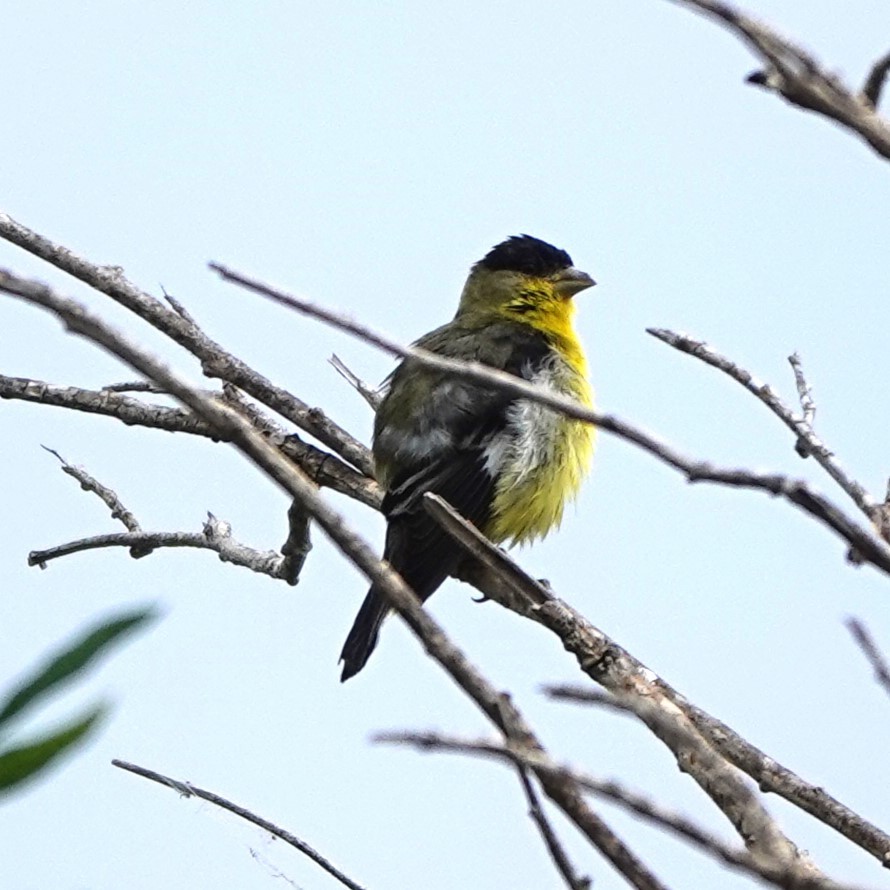 Lesser Goldfinch - Mary Jo Hayes