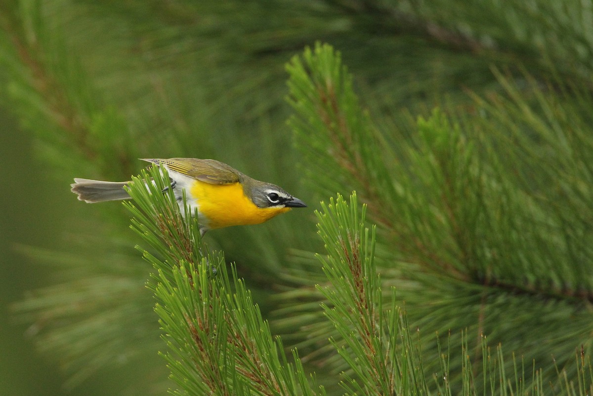 Yellow-breasted Chat - ML618989216