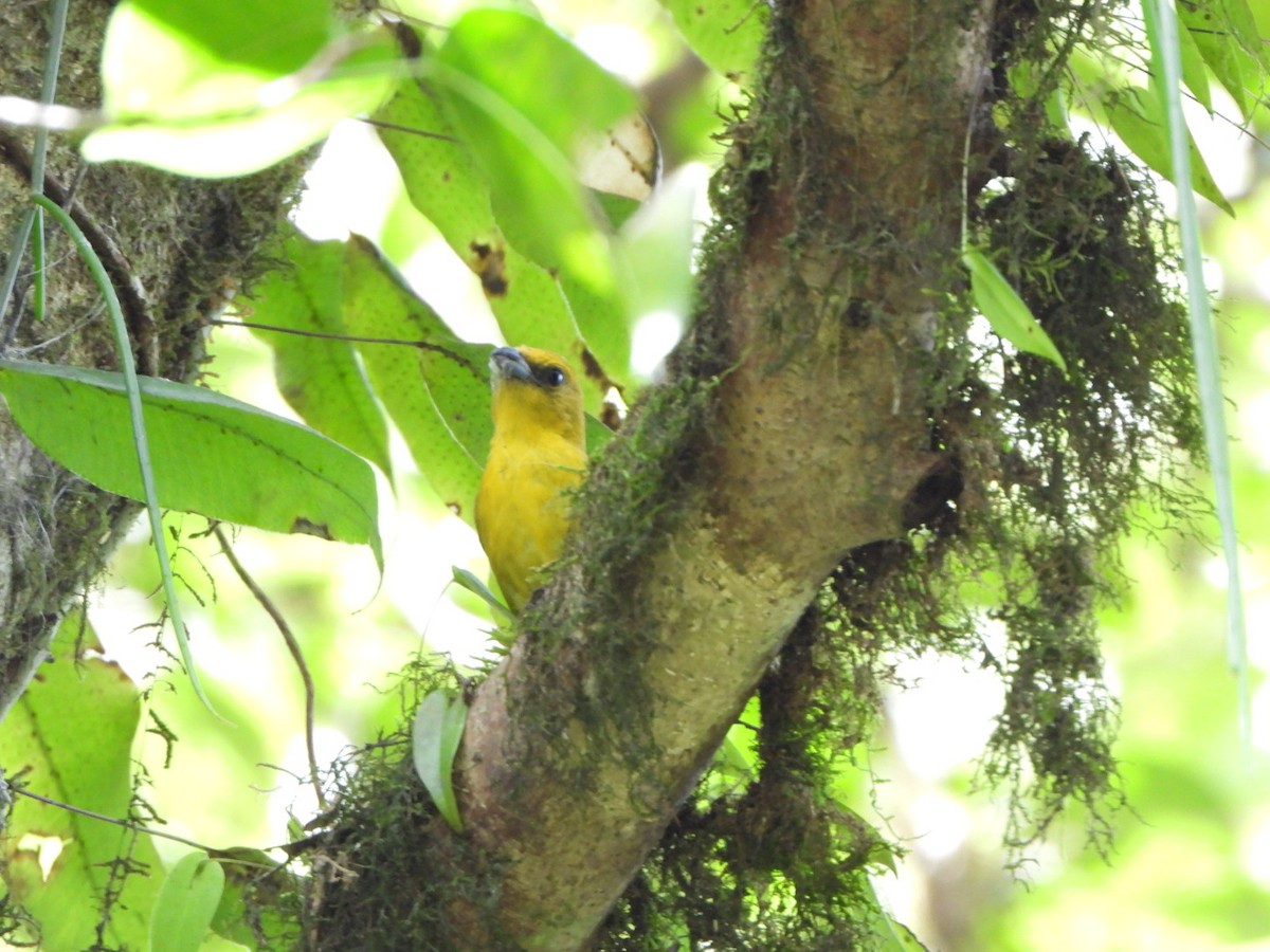 White-winged Tanager - ML618989244
