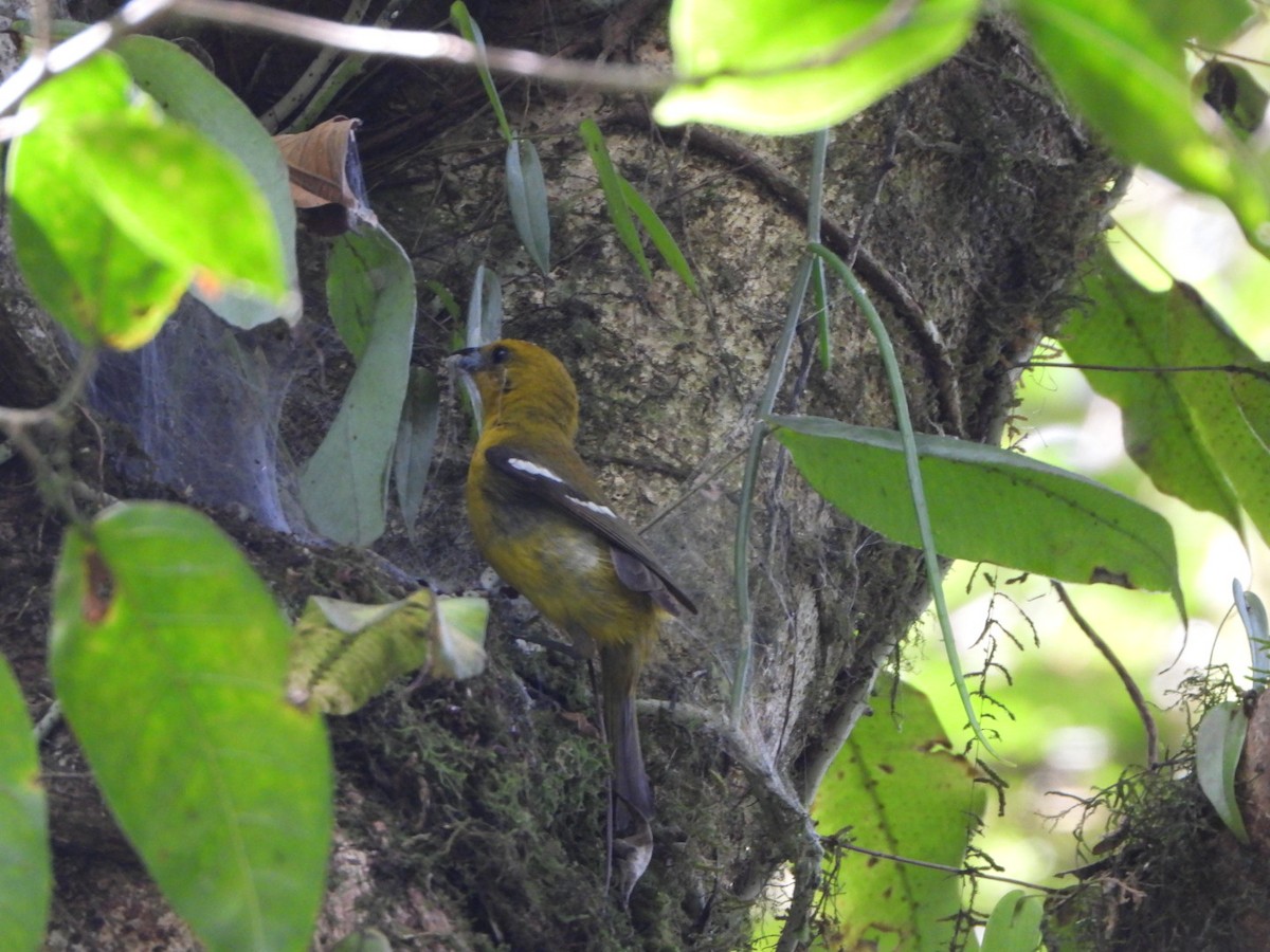 White-winged Tanager - ML618989249