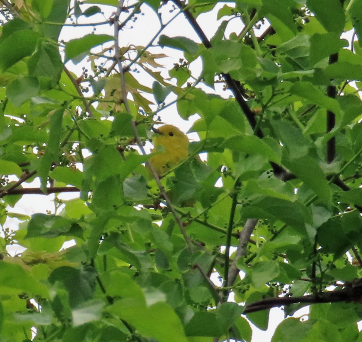 Yellow Warbler - ML618989253