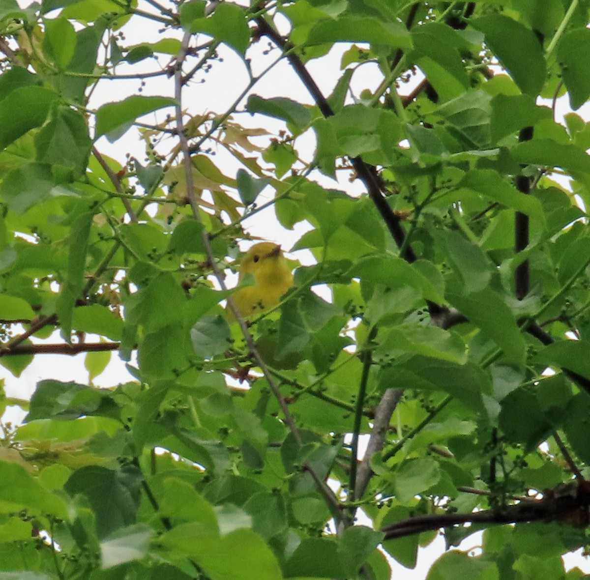 Yellow Warbler - ML618989254