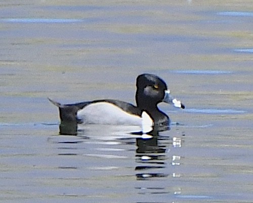 Ring-necked Duck - Ted Wolff