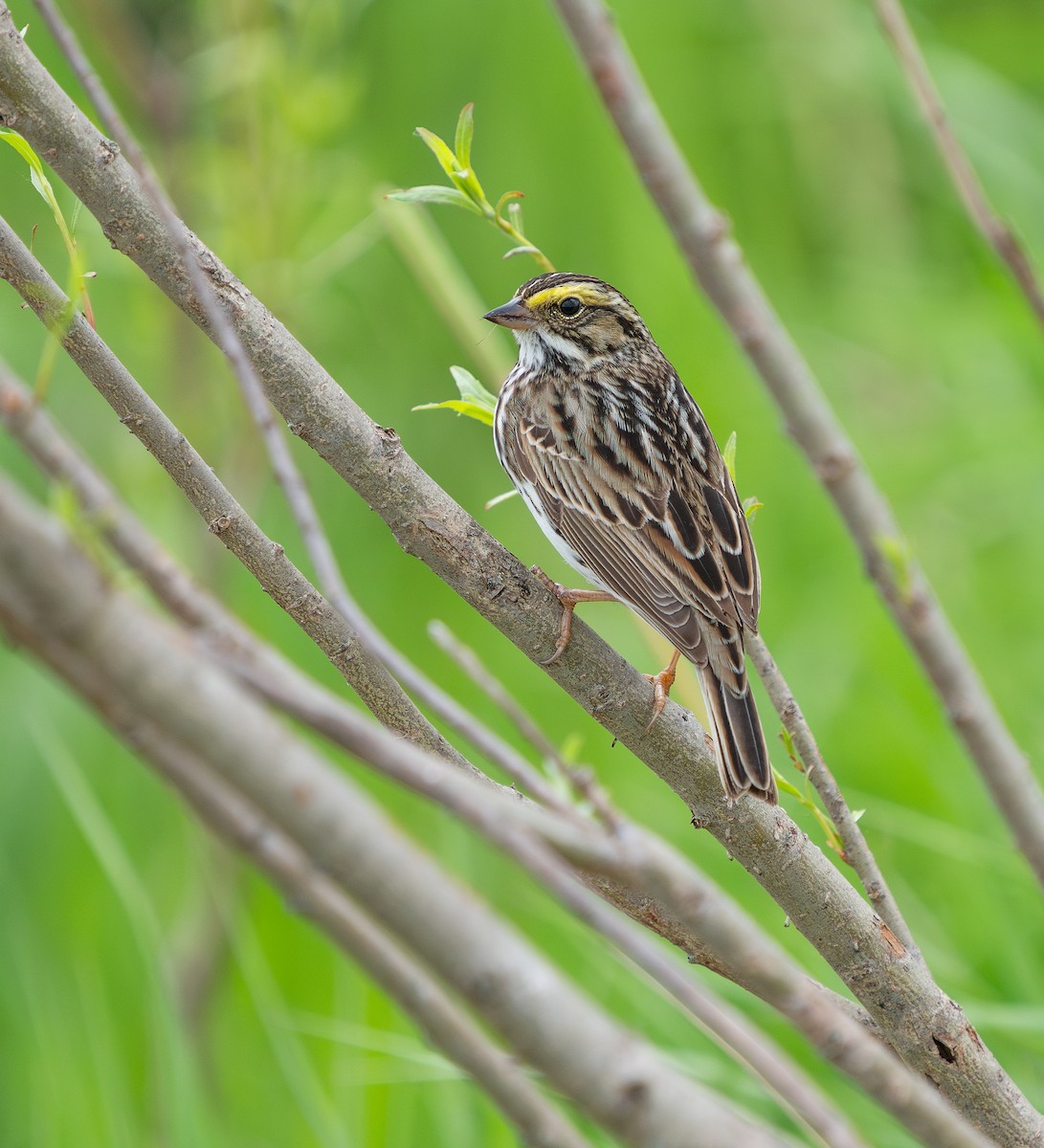 Savannah Sparrow - ML618989303