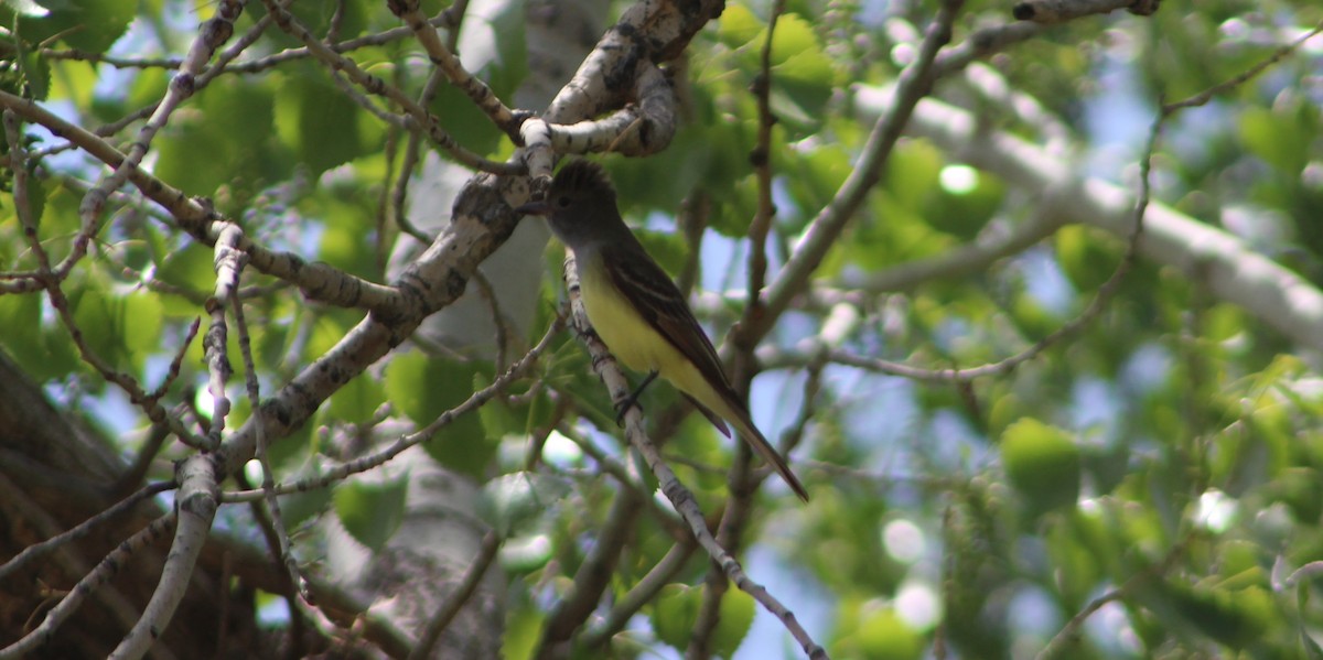 Great Crested Flycatcher - ML618989336