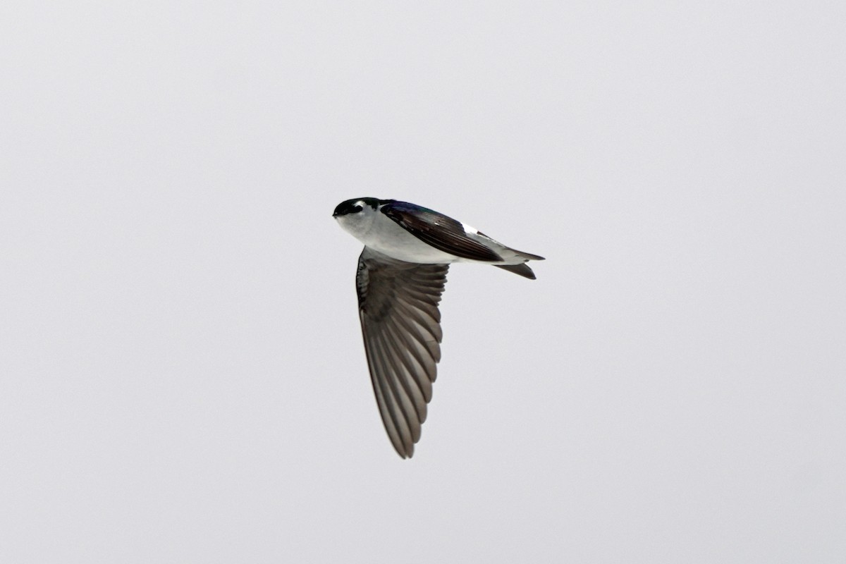 Violet-green Swallow - ML618989354